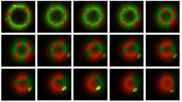 Mycobacteria have evolved sophisticated ways to hijack human immune cells and avoid being destroyed. Specifically, they stiffen the internal membrane to prevent the digestive enzymes within lysosomes from destroying the bacteria.