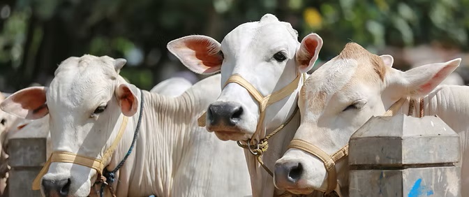 DSM-Firmenich Sells Animal Nutrition Unit for €2.2bn