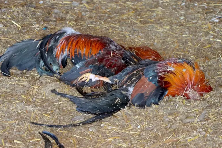 Conviction of New Hampshire Cockfighter Reminds Granite State Lawmakers of Value to Strengthen Federal Anti-Cruelty Laws