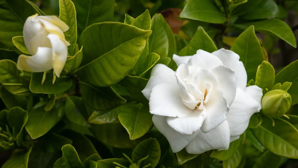 White gardenia flower in the garden. Gardening