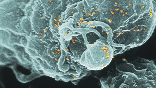 Host-Pathogen Interactions – Infection, Immunity and Beyond