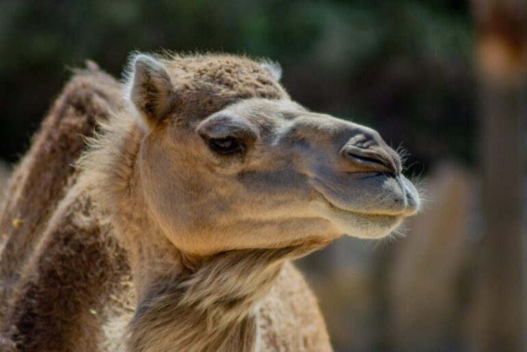 20 camels disqualified from Oman beauty contest
