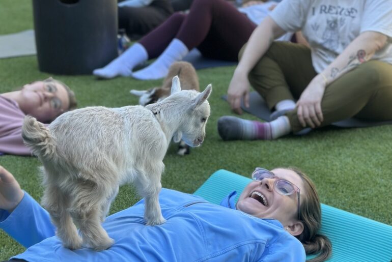 Animal Yoga creates new wellness opportunities – the Southerner Online