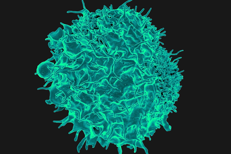 SLAMF6 is suppressor of T-cell cancer immunity