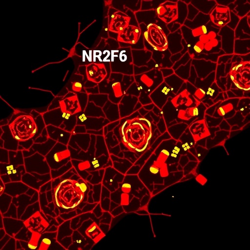 NR2F6 Deletion Boosts CAR-T, Sparks Tumor Immunity
