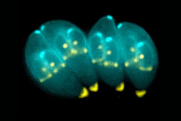 The parasite linked to toxoplasmosis reorganizes itself into a cyst, maintains an active infection, and reacts when immunity drops, changing the scientific view of the disease.