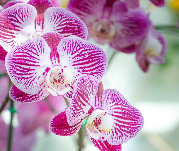 Orchid Adventure Brings Beauty to Franklin Park Zoo this Winter