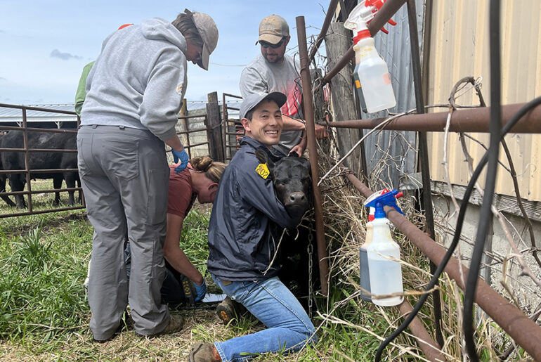 Vitamin B supplementation shown to benefit stressed cattle