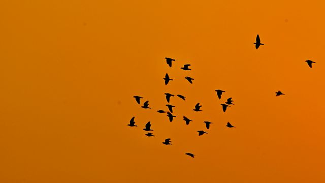 Intranasal H5N1 Vaccine Shows Protection in Animals