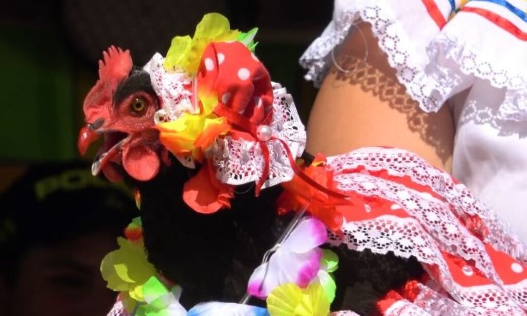 chicken beauty contest in colombia