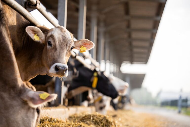 Switzerland: dsm-firmenich to divest Animal Nutrition & Health to CVC