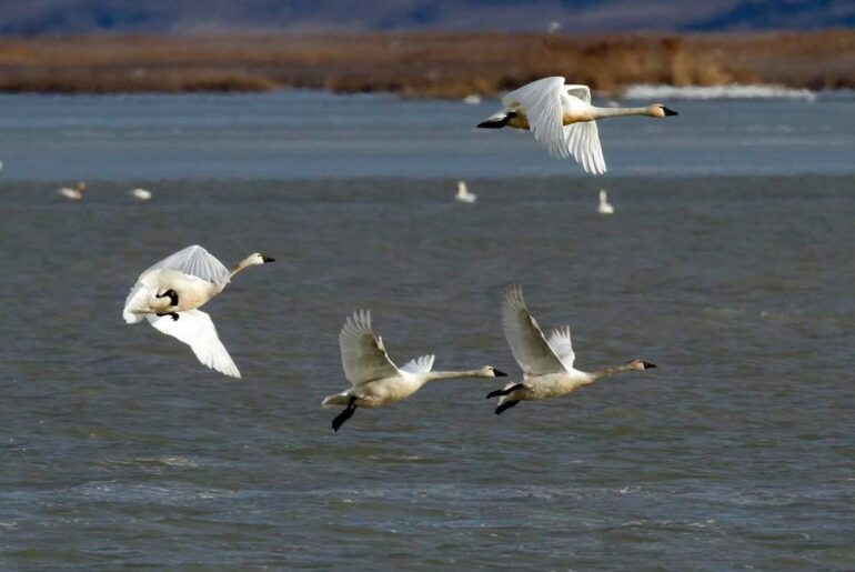 Beauty and grace: 3 places you can see swans migrating through Utah in March