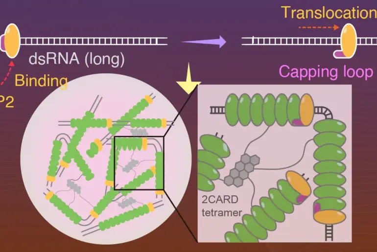 New insights into how the immune system recognizes viral RNA