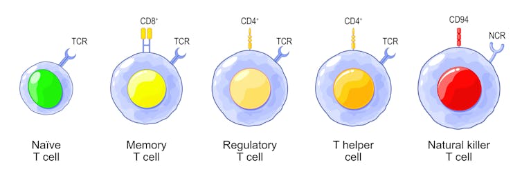 Illustration of five T cell types: naive, memory, regulatory, helper and natural killer