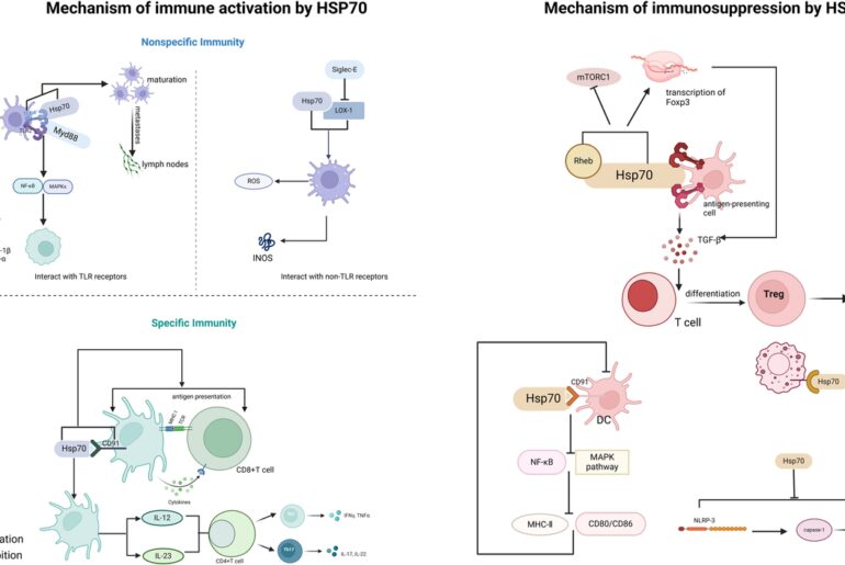 The dual-function of HSP70 in immune response and tumor immunity: from molecular regulation to therapeutic innovations
