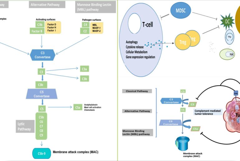 Editorial: Vital role of innate immunity in cancer immunotherapy