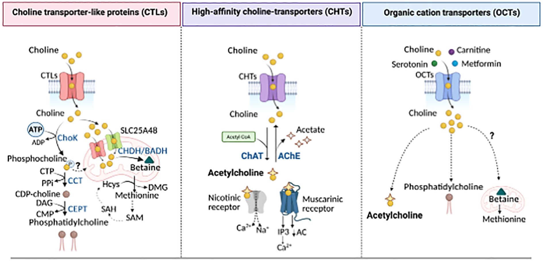 Diagram illustrating three types of choline transporters: Choline transporter-like proteins (CTLs), high-affinity choline transporters (CHTs), and organic cation transporters (OCTs). CTLs transport choline, producing phosphocholine and betaine. CHTs create acetylcholine, with receptors involved in pathways. OCTs transport various molecules like carnitine and serotonin, contributing to acetylcholine, phosphatidylcholine, and betaine processes.