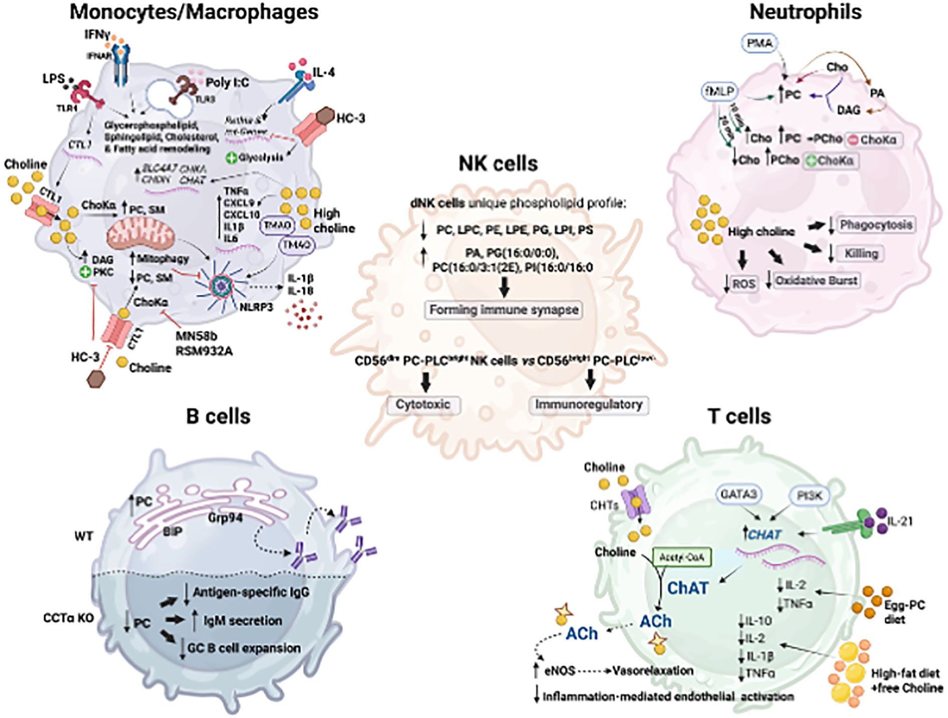 Diagram illustrating choline metabolism's role in various immune cell functions: Monocytes/macrophages engage in lipid remodeling and inflammation responses; neutrophils use choline for phagocytosis; NK cells possess a unique phospholipid profile aiding immune synapse formation; B cells are involved in antibody production; T cells utilize choline for cytokine production and inflammation regulation. Each cell type is depicted with specific molecular interactions and pathways highlighted.