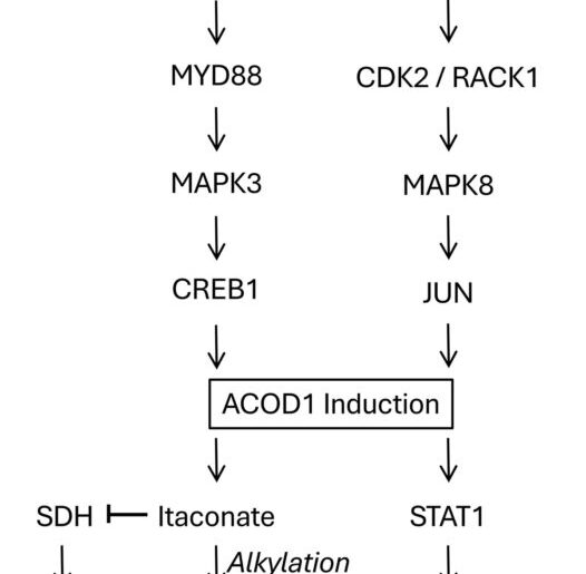 Dopamine as an endogenous regulator of innate immunity in sepsis