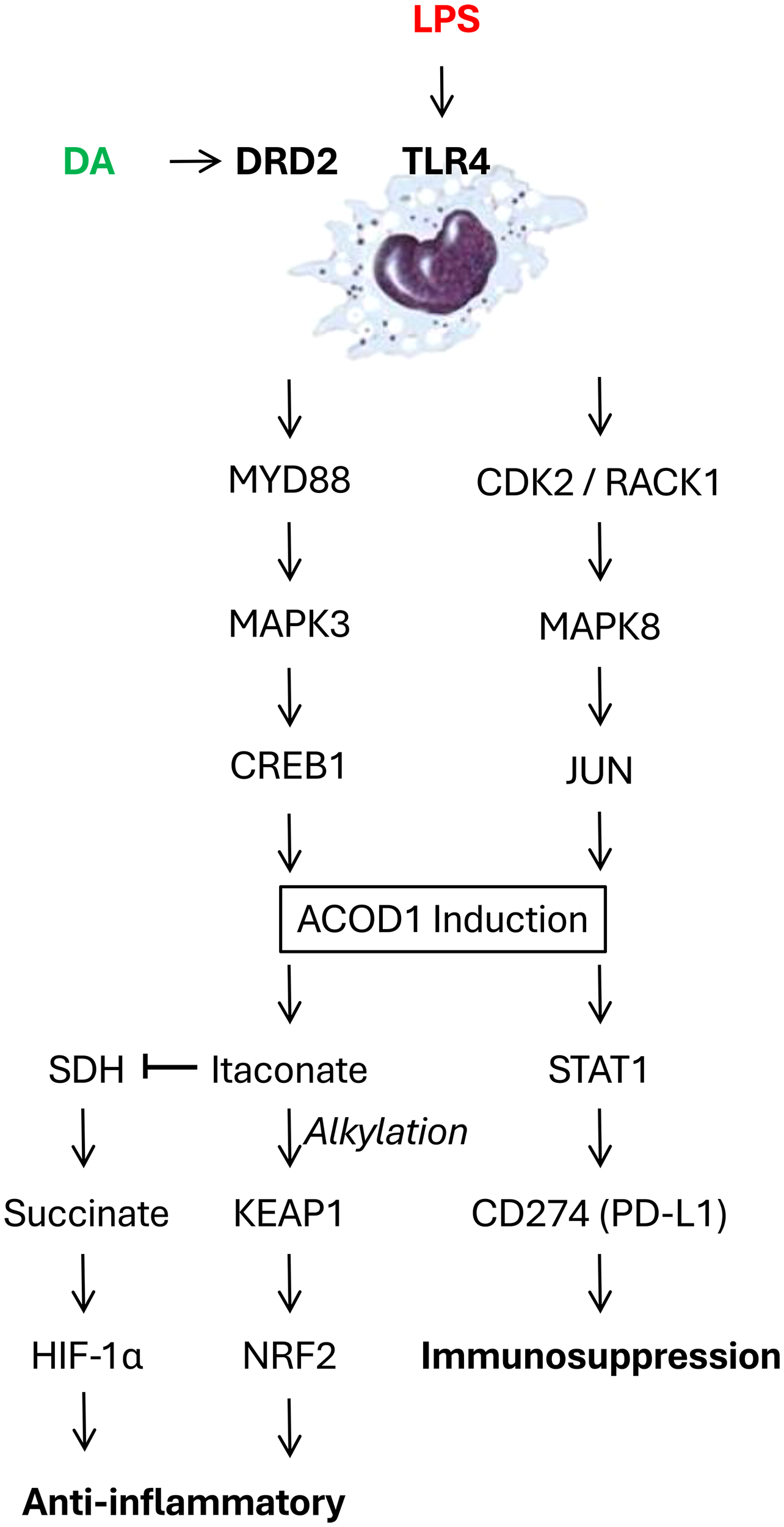 Flowchart depicting molecular pathways involving DA (dopamine) and LPS (lipopolysaccharide) triggering DRD2 and TLR4, respectively. DA leads to MYD88, MAPK3, CREB1, and ACOD1 induction, resulting in anti-inflammatory effects through SDH, itaconate, succinate, HIF-1α, and NRF2. LPS leads to CDK2/RACK1, MAPK8, JUN, and also ACOD1 induction, resulting in immunosuppression through STAT1 and CD274 (PD-L1). Alkylation affects KEAP1. Arrows indicate the direction of molecular activation.