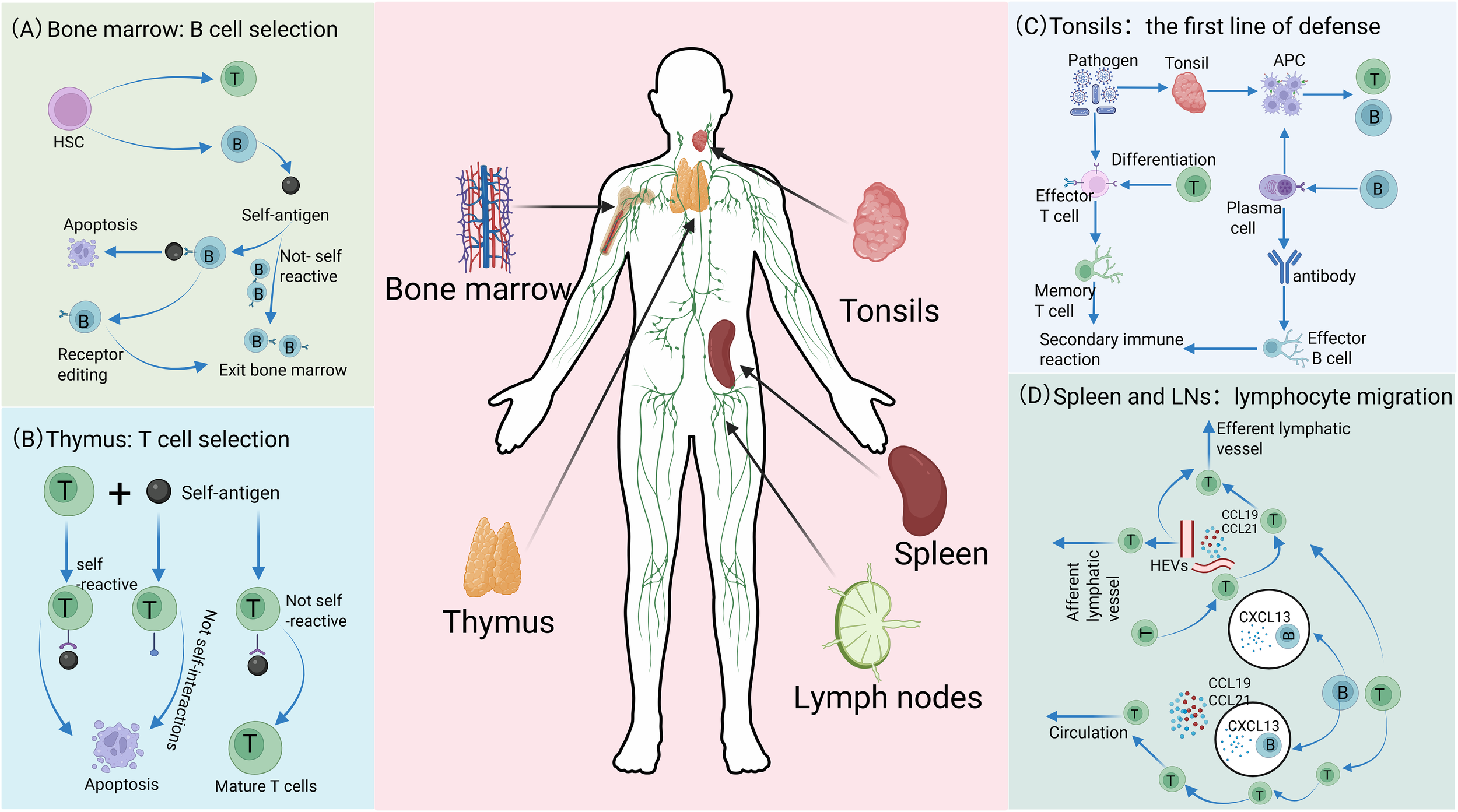 Diagram illustrating the human lymphatic system and immune processes. Center: Human figure with bone marrow, tonsils, thymus, spleen, and lymph nodes highlighted. (A) B cell selection in bone marrow, showing pathways leading to apoptosis or maturation. (B) T cell selection in thymus, detailing self and non-self interactions leading to apoptosis or maturation. (C) Tonsils as the first defense, showing pathogen response and differentiation into effector T and B cells. (D) Spleen and lymph nodes, depicting lymphocyte migration via lymphatic vessels and circulation.