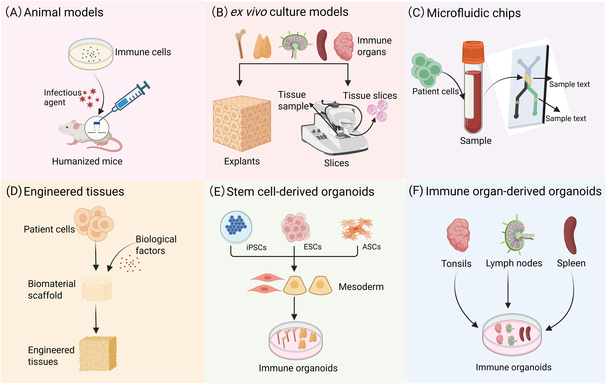 Diagram illustrating six different models for immune research. (A) Animal models show humanized mice injected with immune cells and an infectious agent. (B) Ex vivo culture models depict tissue samples and slices from immune organs. (C) Microfluidic chips contain patient cells in a sample tube. (D) Engineered tissues combine patient cells, biological factors, and biomaterial scaffolds. (E) Stem cell-derived organoids display immune organoids from iPSCs, ESCs, and ASCs. (F) Immune organ-derived organoids show tonsils, lymph nodes, and spleen forming immune organoids.