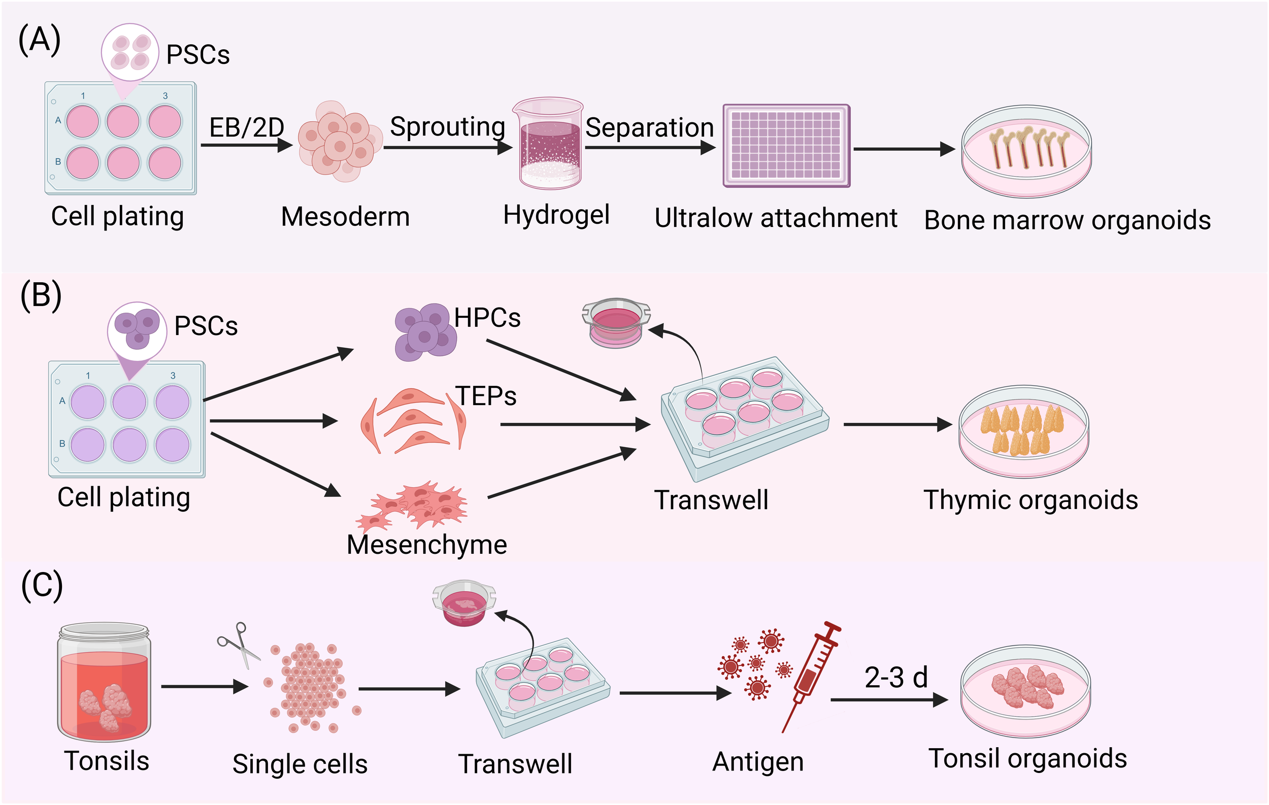 Diagram illustrating three processes for organoid creation. (A) Begins with plating pluripotent stem cells (PSCs), forming mesoderms, followed by sprouting, separation, ultralow attachment, and resulting in bone marrow organoids. (B) Involves PSCs forming hematopoietic progenitor cells (HPCs), thymic epithelial progenitors (TEPs), and mesenchyme, then using a transwell to form thymic organoids. (C) Starts with tonsils processed into single cells, using a transwell, exposed to antigens for two to three days, culminating in tonsil organoids.