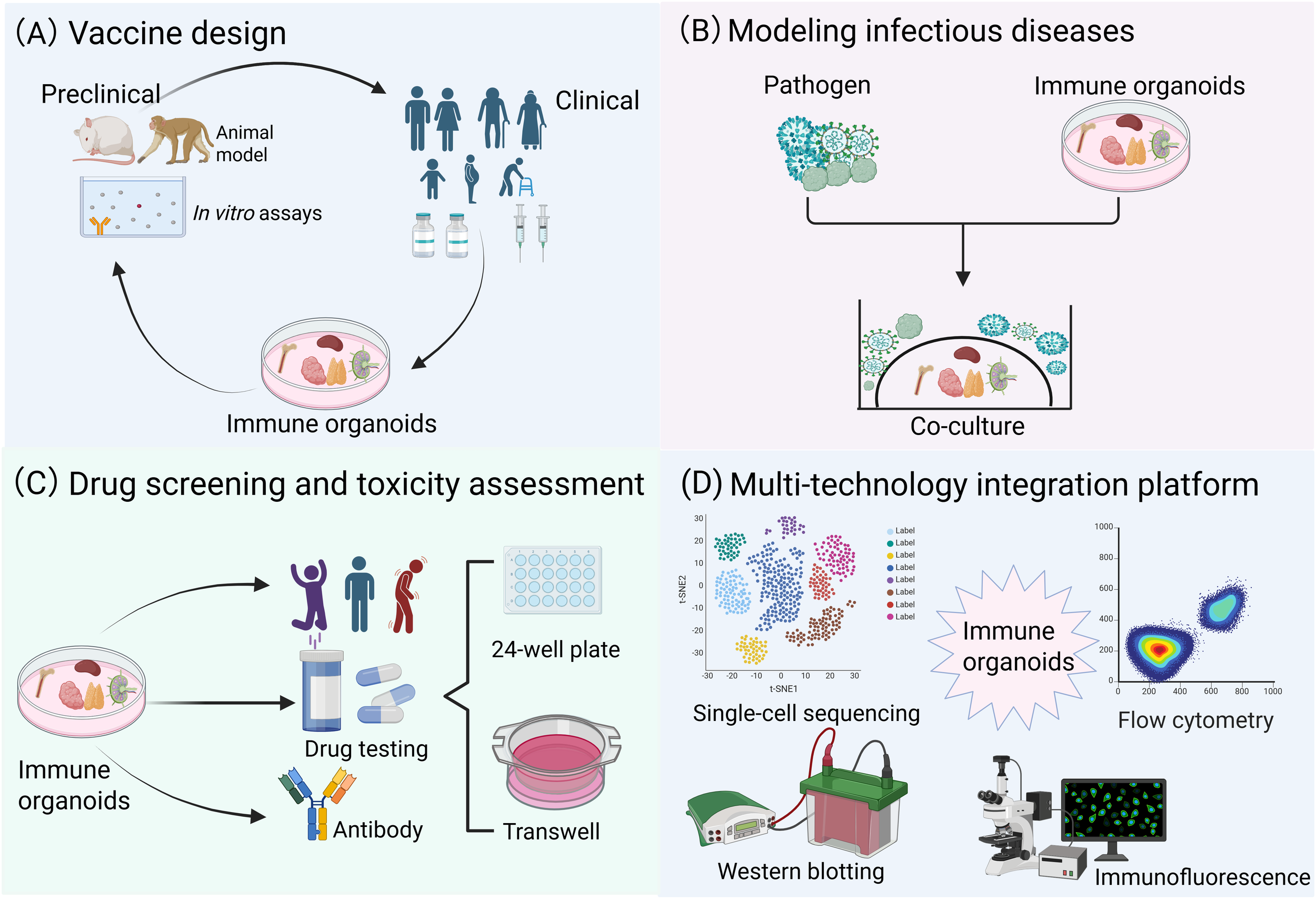 Diagram with four panels showing applications of immune organoids. (A) Vaccine design involves preclinical animal models, in vitro assays, and clinical trials. (B) Modeling infectious diseases includes co-culturing pathogens with immune organoids. (C) Drug screening and toxicity assessment utilize immune organoids for drug testing and antibody development, using a 24-well plate and Transwell system. (D) Multi-technology integration platform describes methods like single-cell sequencing, flow cytometry, Western blotting, and immunofluorescence for analyzing immune organoids.