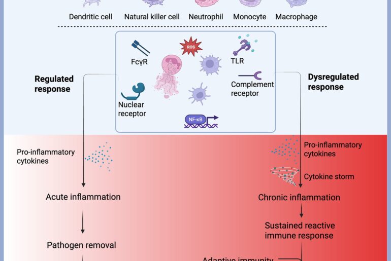Editorial: Innate immune dysregulation: a driving force of autoimmunity and chronic inflammation