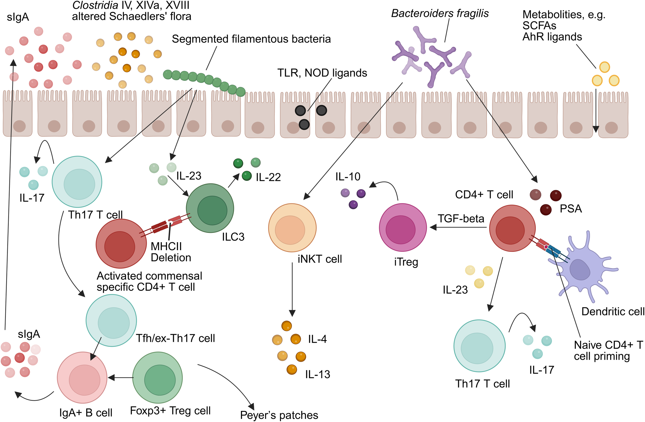 Diagram illustrating immune cell interactions and microbial influences on the gut. It shows segmented filamentous bacteria, Bacteroides fragilis, and various immune cells, including Th17, ILC3, iNKT, and CD4+ T cells. Arrows indicate interactions mediated by cytokines IL-17, IL-23, IL-22, IL-4, IL-13, IL-10, and TGF-beta. It highlights mechanisms of immune regulation and specific cytokine pathways in gut immunity.