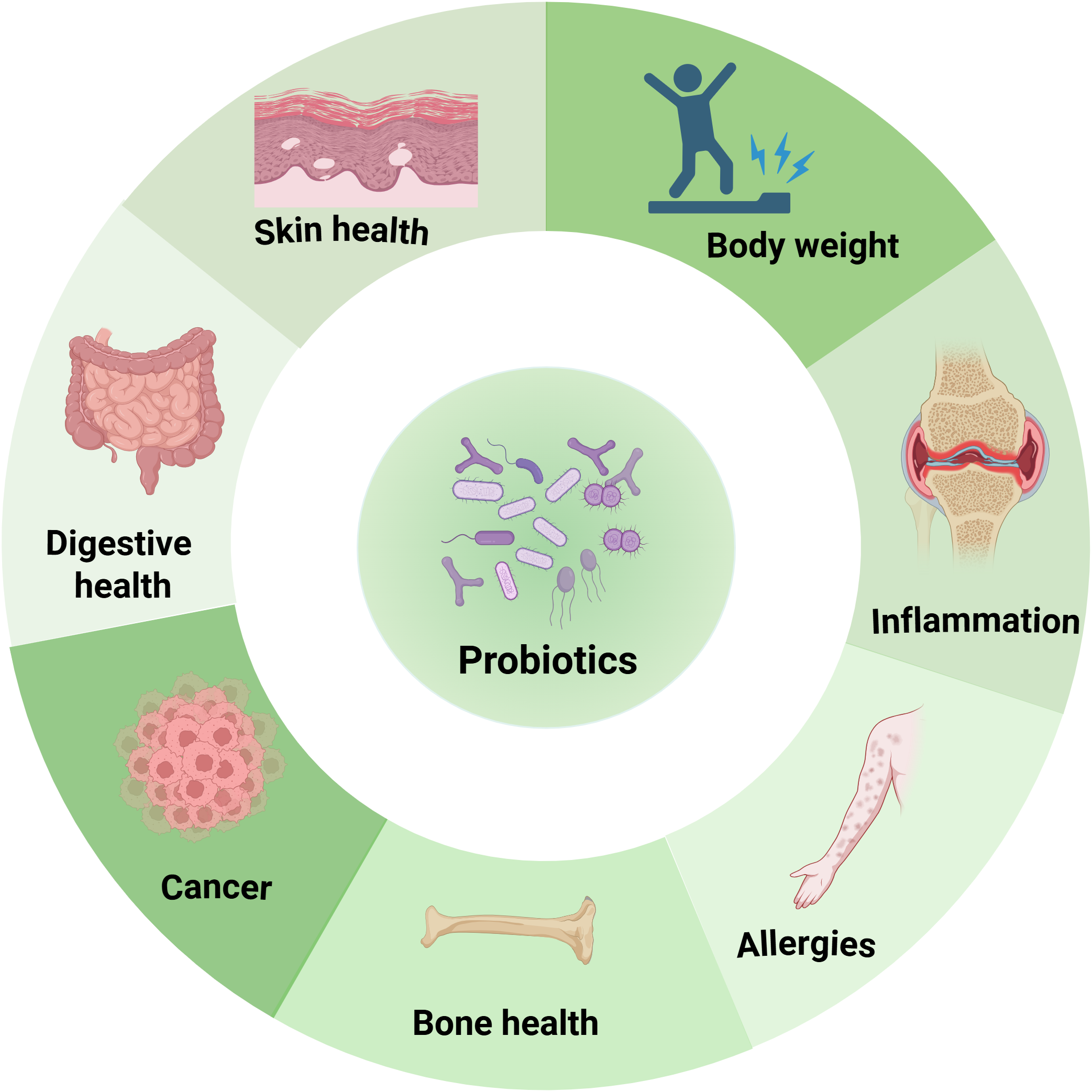 Probiotics are shown in the center of a circular diagram, with sections illustrating related health benefits: skin health, body weight, inflammation, allergies, bone health, cancer, and digestive health. Each section is visually represented with a relevant icon or image.