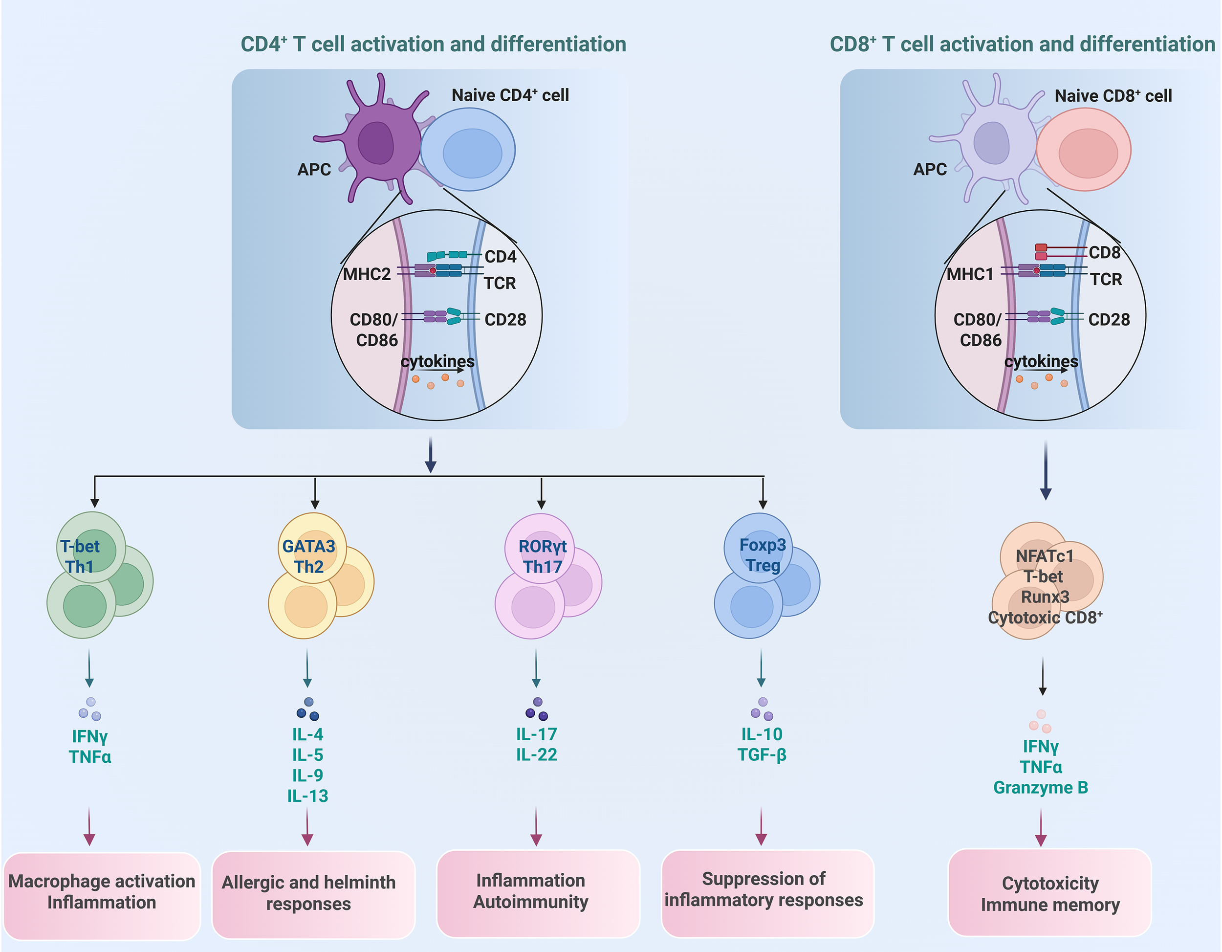 Diagram illustrating CD4+ and CD8+ T cell activation and differentiation. On the left, naive CD4+ cells interact with APCs via MHC2 and other molecules, differentiating into Th1, Th2, Th17, or Treg cells. These subsets release specific cytokines like IFNγ and IL-4, leading to varied immune responses such as inflammation and allergy responses. On the right, naive CD8+ cells engage with APCs using MHC1, differentiating into cytotoxic T cells which secrete IFNγ, TNFα, and Granzyme B, contributing to cytotoxicity and immune memory.