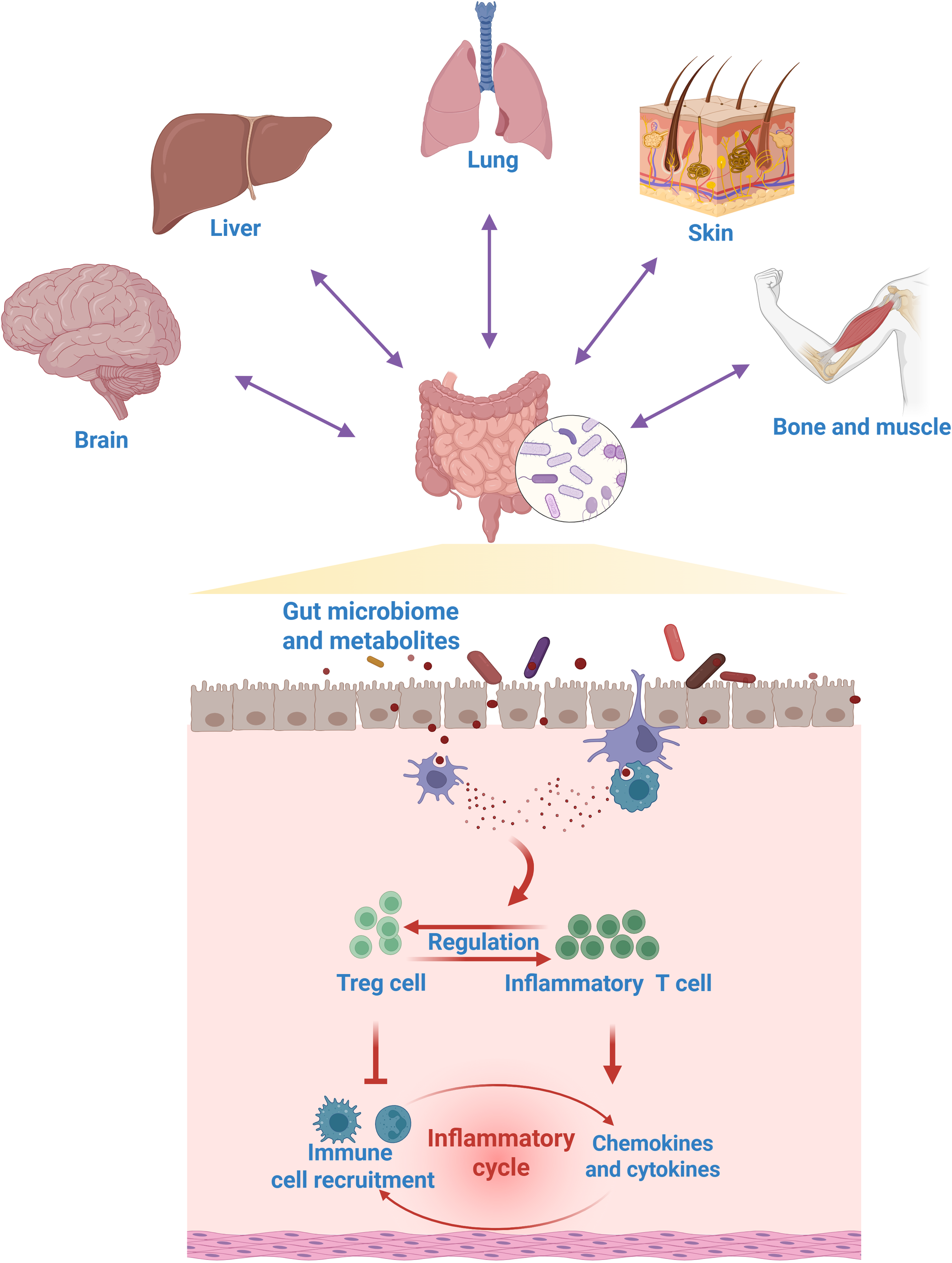 Illustration showing the interaction between the gut microbiome and various body systems, including the brain, liver, lung, skin, bone, and muscle. Arrows indicate bidirectional influence. Below, a diagram of the gut lining highlights the inflammatory cycle involving Treg and inflammatory T cells, chemokines, cytokines, and immune cell recruitment. The process shows how gut metabolites regulate inflammation.