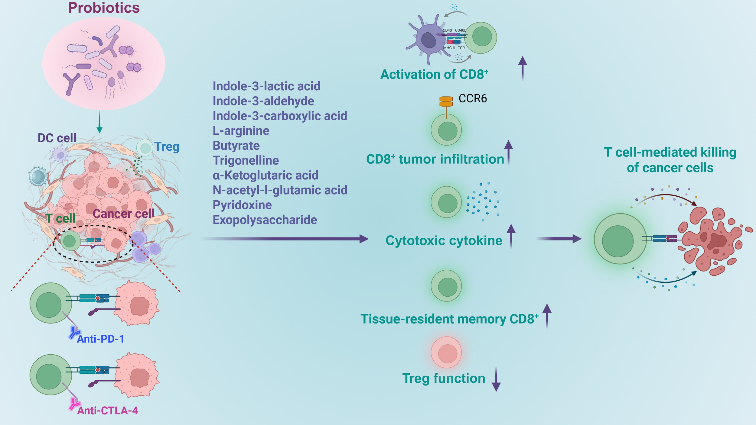 Diagram illustrating the effect of probiotics on cancer cell destruction. Probiotics release compounds like indole-3-lactic acid and L-arginine, affecting DC cells, T cells, and Tregs. This leads to the activation and tumor infiltration of CD8+ cells, enhancing cytotoxic cytokine release and T cell-mediated cancer cell killing. Anti-PD-1 and Anti-CTLA-4 therapies are depicted as enhancing this process.