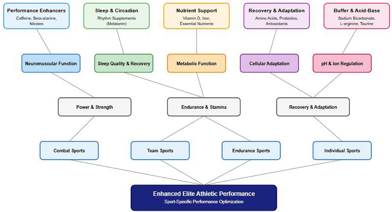 Flowchart illustrating the factors contributing to enhanced elite athletic performance. Categories include Performance Enhancers, Sleep & Circadian, Nutrient Support, Recovery & Adaptation, Buffer & Acid-Base. These influence functions like Neuromuscular Function, Sleep Quality & Recovery, Metabolic Function, Cellular Adaptation, and pH & Ion Regulation. These lead to Power & Strength, Endurance & Stamina, and Recovery & Adaptation, targeting sports such as Combat Sports, Team Sports, Endurance Sports, and Individual Sports.