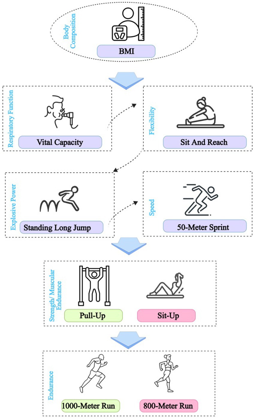 Flowchart depicting physical fitness components. Body composition is measured by BMI. Respiratory function via vital capacity, flexibility by sit and reach, explosive power by standing long jump, and speed by fifty-meter sprint. Strength/muscular endurance includes pull-ups and sit-ups. Endurance involves a one-thousand-meter run for males and eight-hundred-meter run for females. Arrows indicate progression.