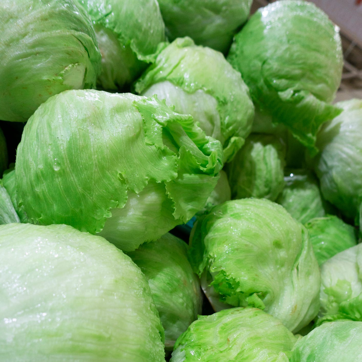 iceberg lettuce background