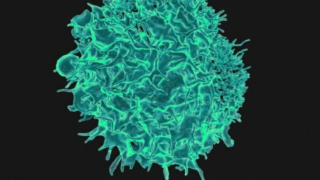 New Targets To Boost Antiviral T-Cell Function Identified