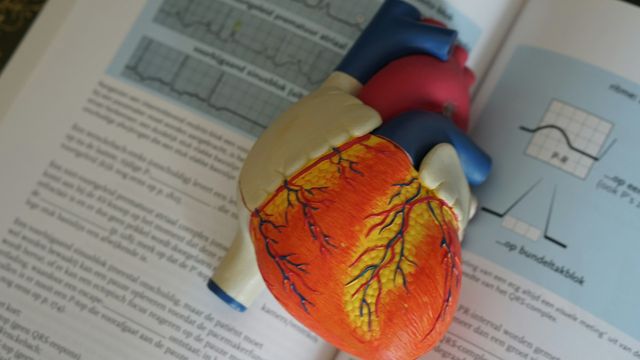 Heart–Brain–Immune System Link Discovered in Heart Attacks