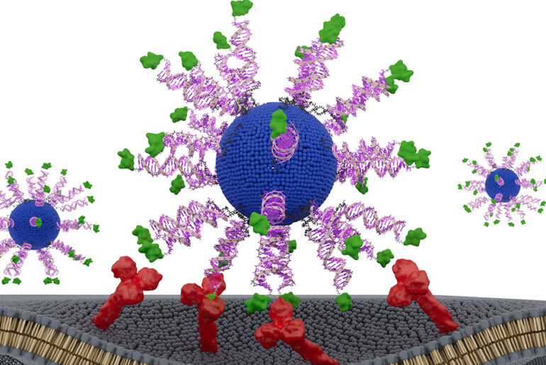 HPV Cancer Vaccine Slows Tumor Growth, Extends Survival in Preclinical Model