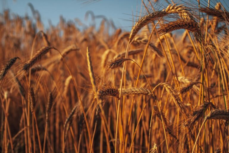 Resurrect Bio lands $8.1 million to resurrect crops’ natural immunity
