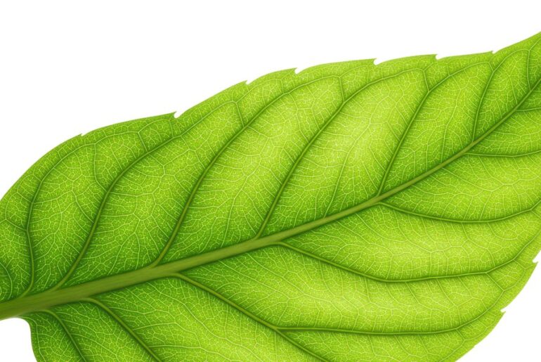 Plant Sterols Can Lower Cholesterol by Up to 10% – Here's What That Means for You