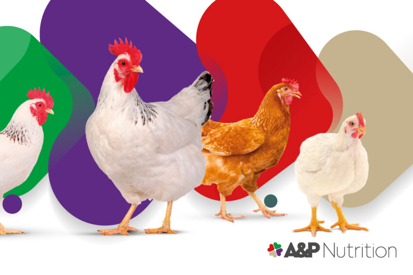 Invisible stressors: When unseen challenges limit poultry performance