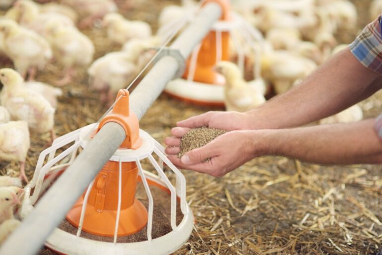 How soy could improve poultry uniformity