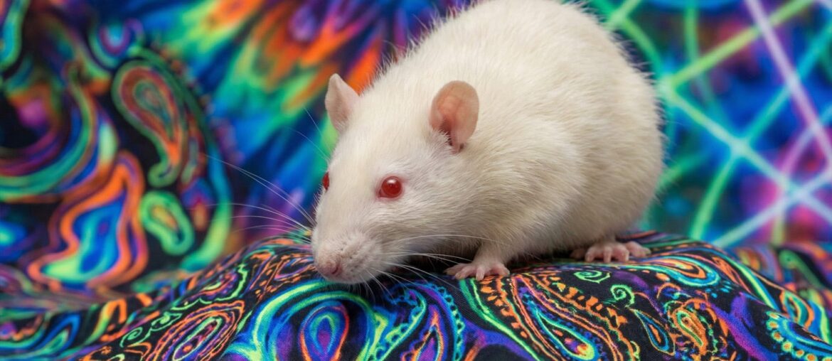 Psilocybin impacts immunity and behavior differently depending on diet and exercise context