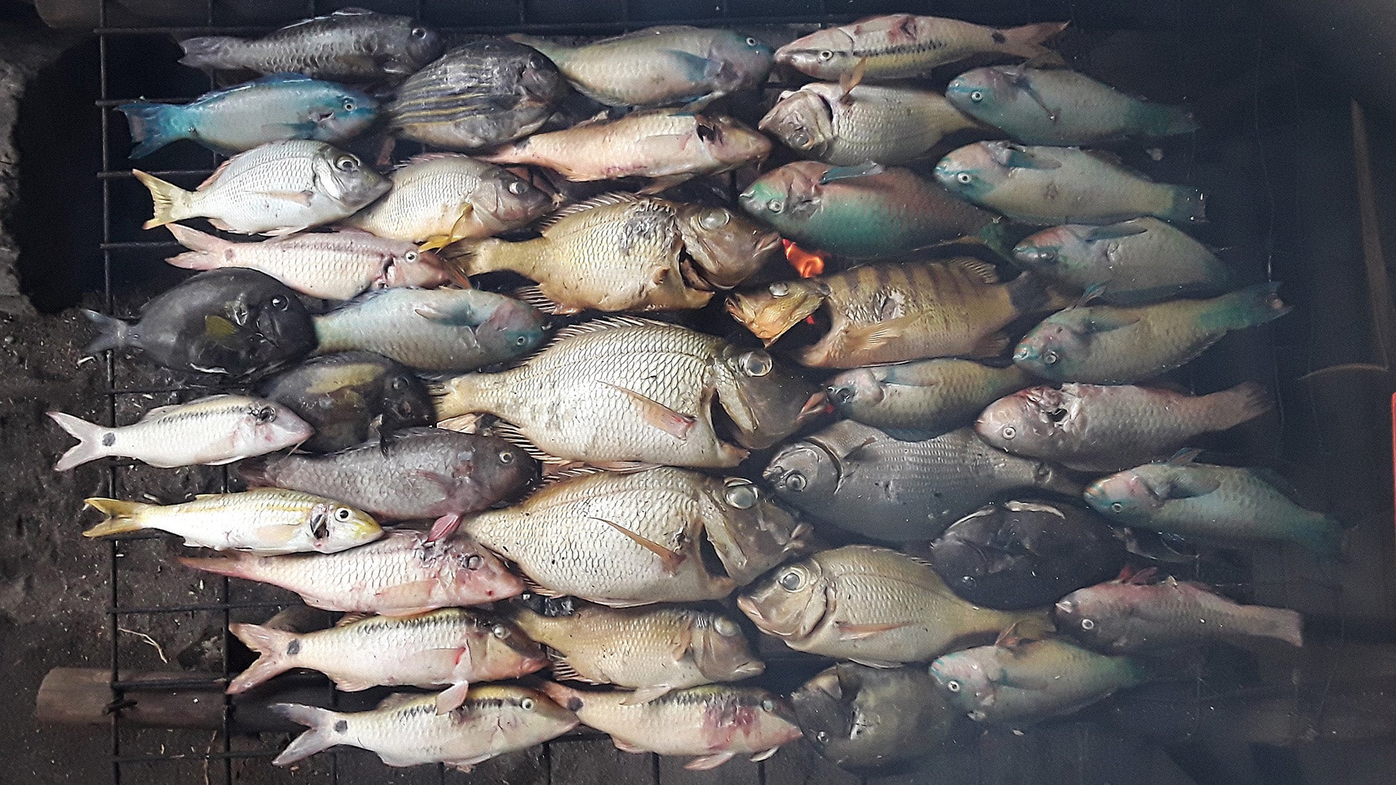 coral reef fish on a grill