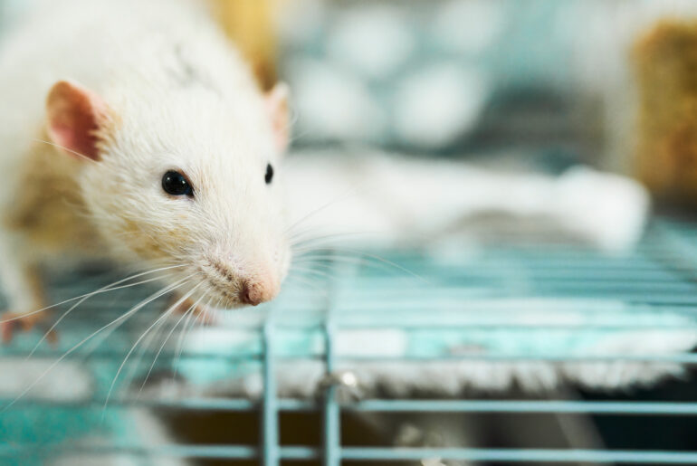 End Rat Digestibility Test for Protein Claims to Support Plant-Based Food Choices, New Article Says