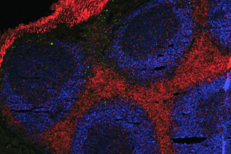 How understanding the immune system can help us age better