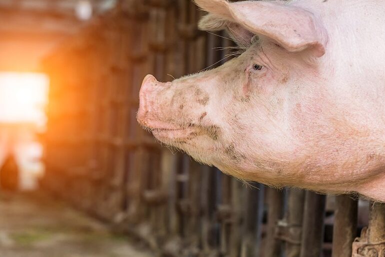 Dietary fat sources and levels of vitamin E isoforms impact carcass traits and fresh pork quality of heavy slaughter weight pigs