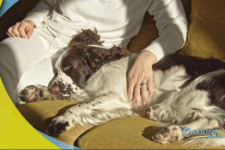 Dogs Can Help Boost Your Immune System